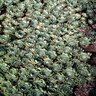 Sempervivum tectorum Houseleek SP4 Container