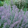 Nepeta Racemosa Walkers Low Catmint SP4 Container