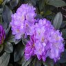 Rhododendron x Minnetonka Rhododendron 6 gal. Container