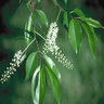 Prunus Serotina Black Cherry 1 gal. Container