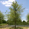 Ulmus Parvifolia Bosque Chinese Elm 3 in. Caliper Ball and Burlap