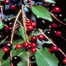 Prunus Serotina Black Cherry 1 gal. Container