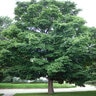 Acer Saccharum Sugar Maple 1 gal. Container