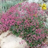 Eriogonum Grande var. Rubescens San Miguel Island Buckwheat