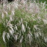 Miscanthus Sinensis Yakushima Dwarf Maiden Grass 1 gal. Container