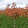 Acer Rubrum Brandywine Red Maple 2.5 in. Caliper Ball and Burlap