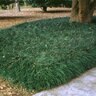 Ophiopogon Japonicus Mondo Grass SP5 Container
