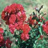 Lagerstroemia Indica Dynamite Crape Myrtle 45 gal. Container