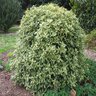 Osmanthus Heterophyllus Goshiki False Holly 2 gal. Container