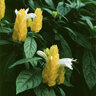Pachystachys Lutea Golden Shrimp Plant 1 gal. Container