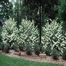 Viburnum Plicatum var. Tomentosum Mariesii Doublefile Viburnum 6 ft. Height Ball and Burlap