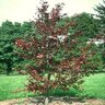 Prunus Virginiana Schubert Chokecherry 3.5 in. Caliper Ball and Burlap