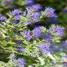 Caryopteris X Clandonensis Blauer Splatz Sapphire Surf First Editions Bluebeard 2 gal. Container