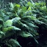 Dryopteris Celsa Log Fern
