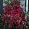 Rhododendron X Red Ruffles Azalea 3 gal. Container