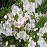 Rhododendron X Gumpo White Satsuki Azalea 3 gal. Container