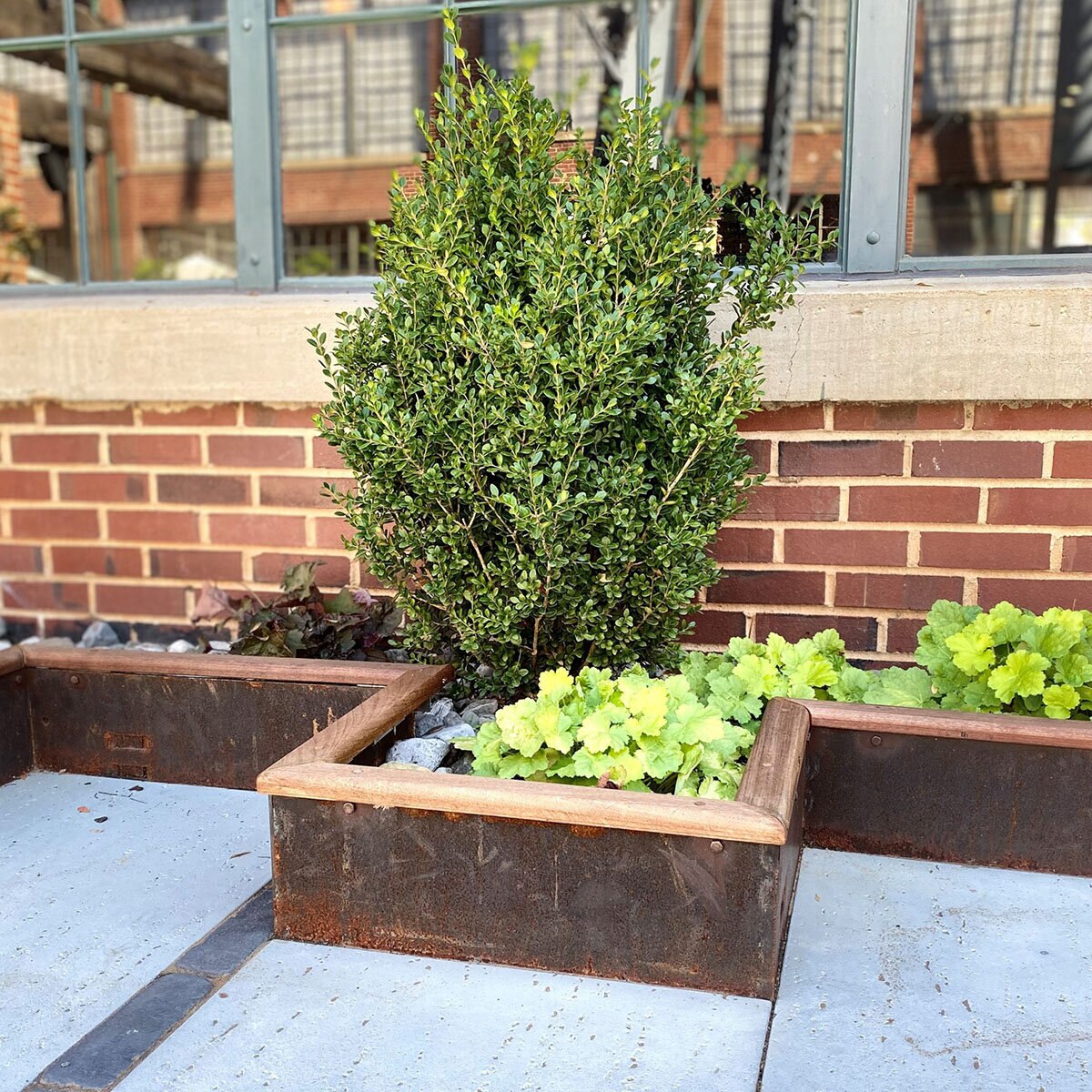 Border Concepts BORCON King Weathering Steel Landscape Edging 1/4 in. x ...