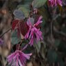 Loropetalum Chinense Suzanne Fringe Flower 1 gal. Container