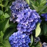Hydrangea Macrophylla Cityline Venice Raven Venice Proven Winners Big Leaf Hydrangea 5 gal. Container