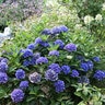 Hydrangea Macrophylla Cityline Venice Raven Venice Proven Winners Big Leaf Hydrangea 5 gal. Container
