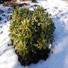 Pittosporum Tobira Turners Dwarf Mock Orange 5 gal. Container