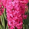 Hyacinthus Bulb Orientalis Jan Bos Hyacinth 50 Count Bag