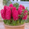 Hyacinthus Bulb Orientalis Jan Bos Hyacinth 50 Count Bag