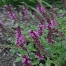 Salvia X Nemorosa Lyrical Balyricose Rose Woodland Sage 1 gal. Container