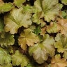 Heuchera X Villosa Carnival Coffee Bean Coral Bells