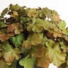 Heuchera X Villosa Carnival Coffee Bean Coral Bells