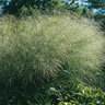 Panicum Virgatum Cloud Nine Switch Grass 3 gal. Container