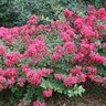 Lagerstroemia Indica Infiniti Magenta Proven Winners Crape Myrtle True 3 gal. (11.36 L)  Container