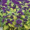 Caryopteris Incana Color Choice Jason Sunshine Blue Proven Winners Bluebeard 3 gal. Container