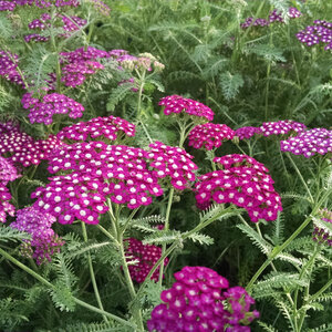 Achillea Millefolium New Vintage Violet Yarrow