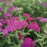 Achillea Millefolium New Vintage Violet Yarrow