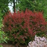 Berberis Thunbergii Sunjoy Celeste Cinnamon Proven Winners Japanese Barberry 2 gal. Container