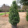 Ilex x Oakleaf Red Holly 10 ft. Height Ball and Burlap