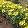 Echinacea X Sombrero Lemon Yellow Coneflower 1 gal. Container