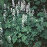 Tiarella Cordifolia Foam Flower 1 gal. Container