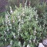 Salvia Leucophylla Purple Sage 5 gal. Container