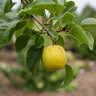 Pyrus X Tawara Oriental First Editions Asian Pear 10 gal. Container