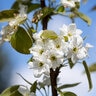 Pyrus X Tawara Oriental First Editions Asian Pear 10 gal. Container