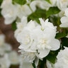 Philadelphus X Snow White First Editions Mock Orange 3 gal. Container