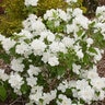 Philadelphus X Snow White First Editions Mock Orange 3 gal. Container
