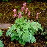 Dicentra Formosa Luxuriant Bleeding Heart 1 gal. Container