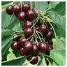 Prunus Avium Bing Sweet Cherry 7 gal. Container