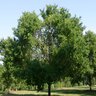 Ulmus Parvifolia Dynasty Chinese Elm 2.5 in. Caliper Ball and Burlap