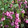 Symphoricarpos X Scarlet Pearl Snowberry