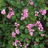 Symphoricarpos X Scarlet Pearl Snowberry