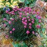 Armeria Maritima Rubrifolia Sea Thrift 1 gal. Container